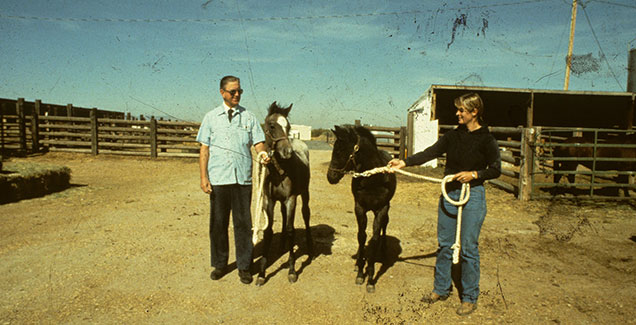 Historical photo of a man and a woman standing side by side holding the bridals of two small horses in an outdoor horse stall