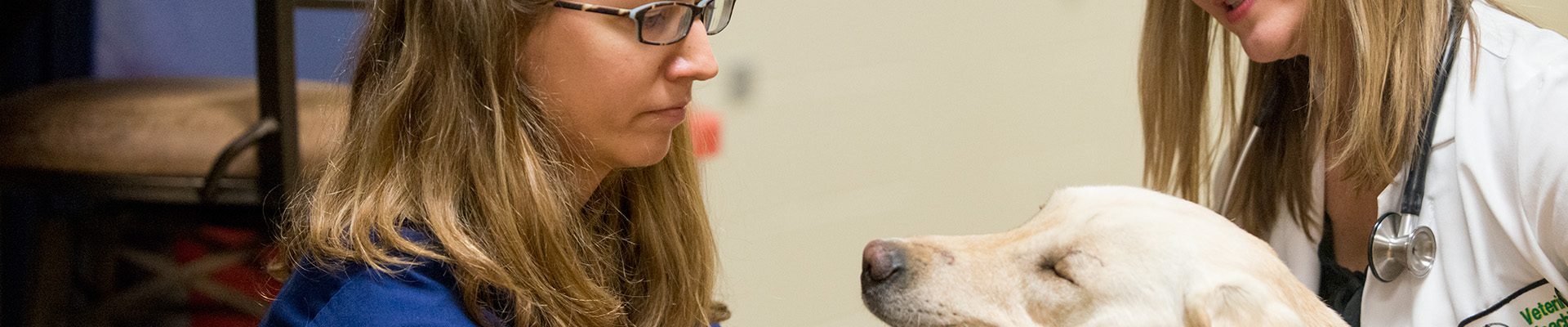 A DVM student holds a yellow lab's face as it gets evaluated at the veterinary teaching hospital