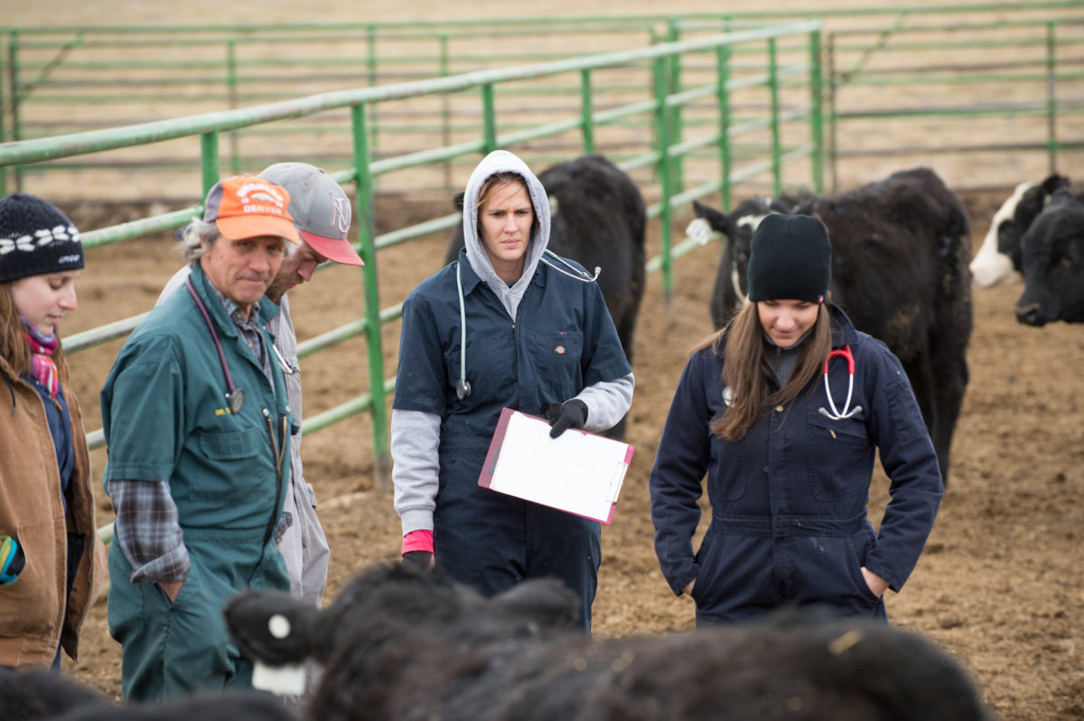 Learning Opportunities Doctor of Veterinary Medicine D.V.M. Program