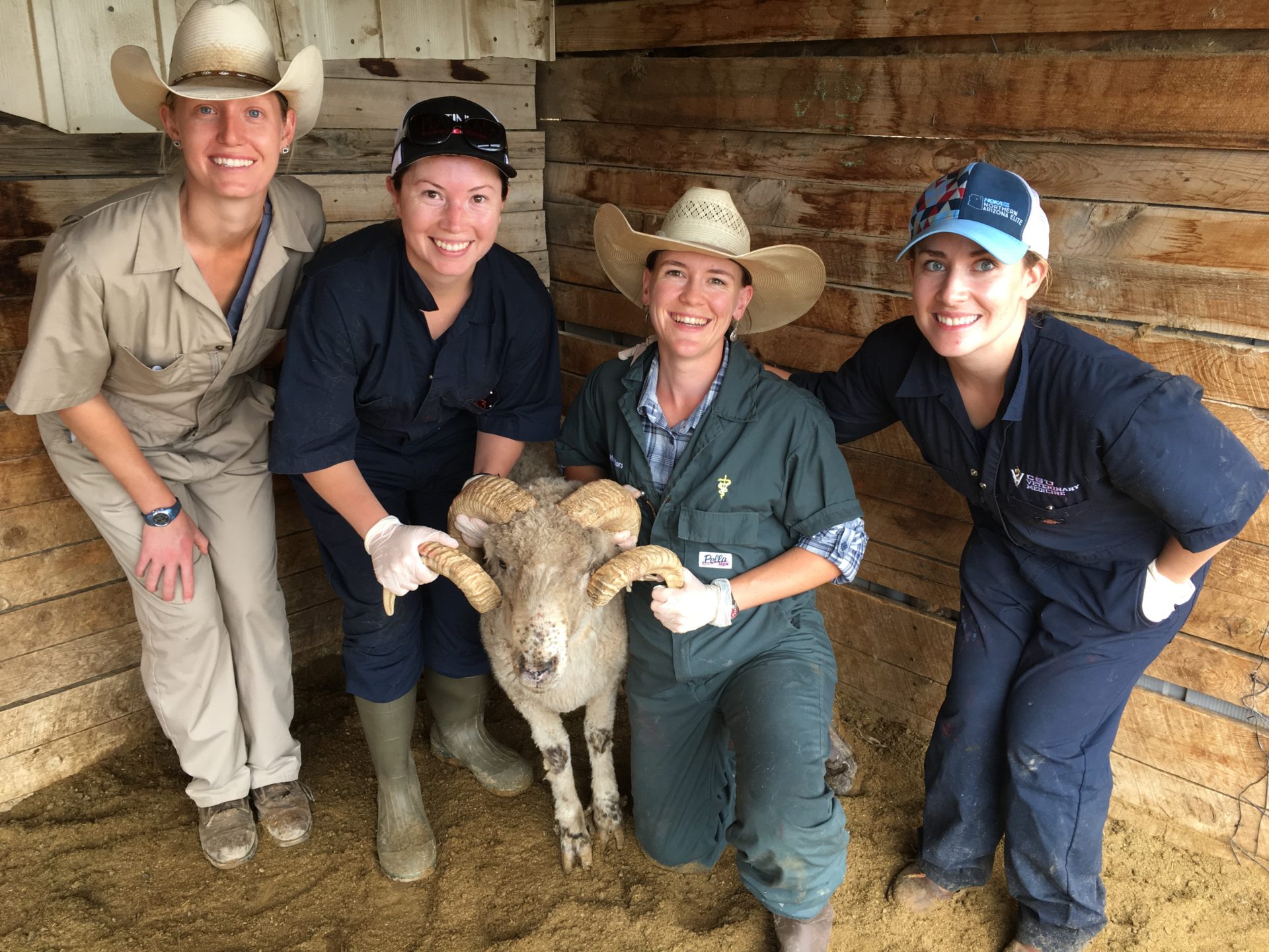 four vets in barn with ram