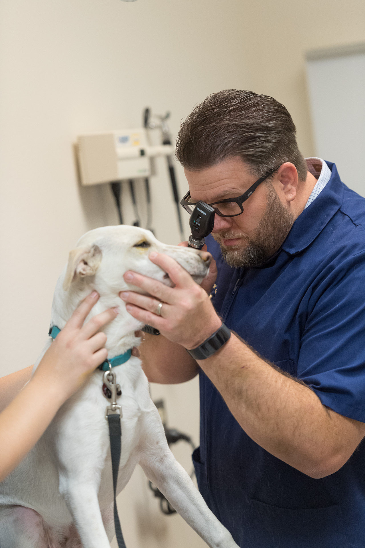male vet student gives dog eye exam