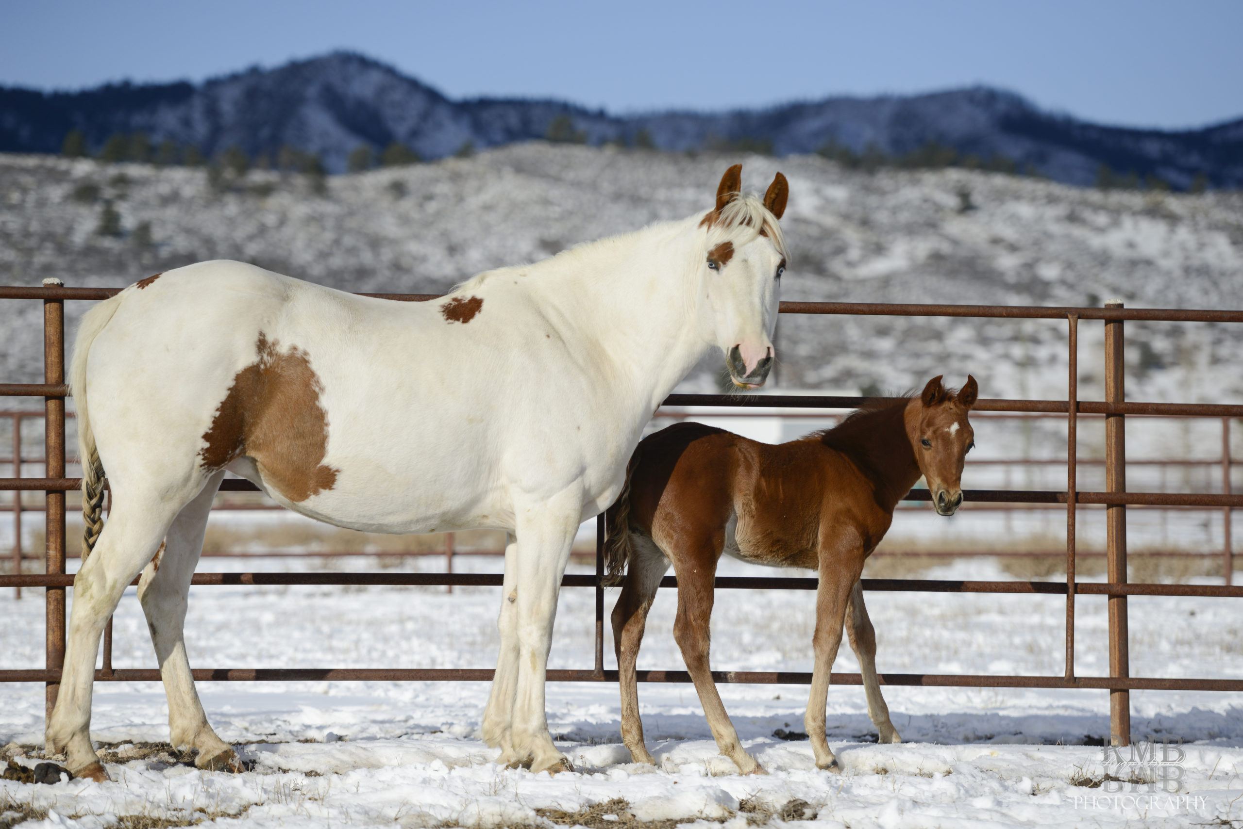 white mate standing in front of a brown foal with snow on the ground