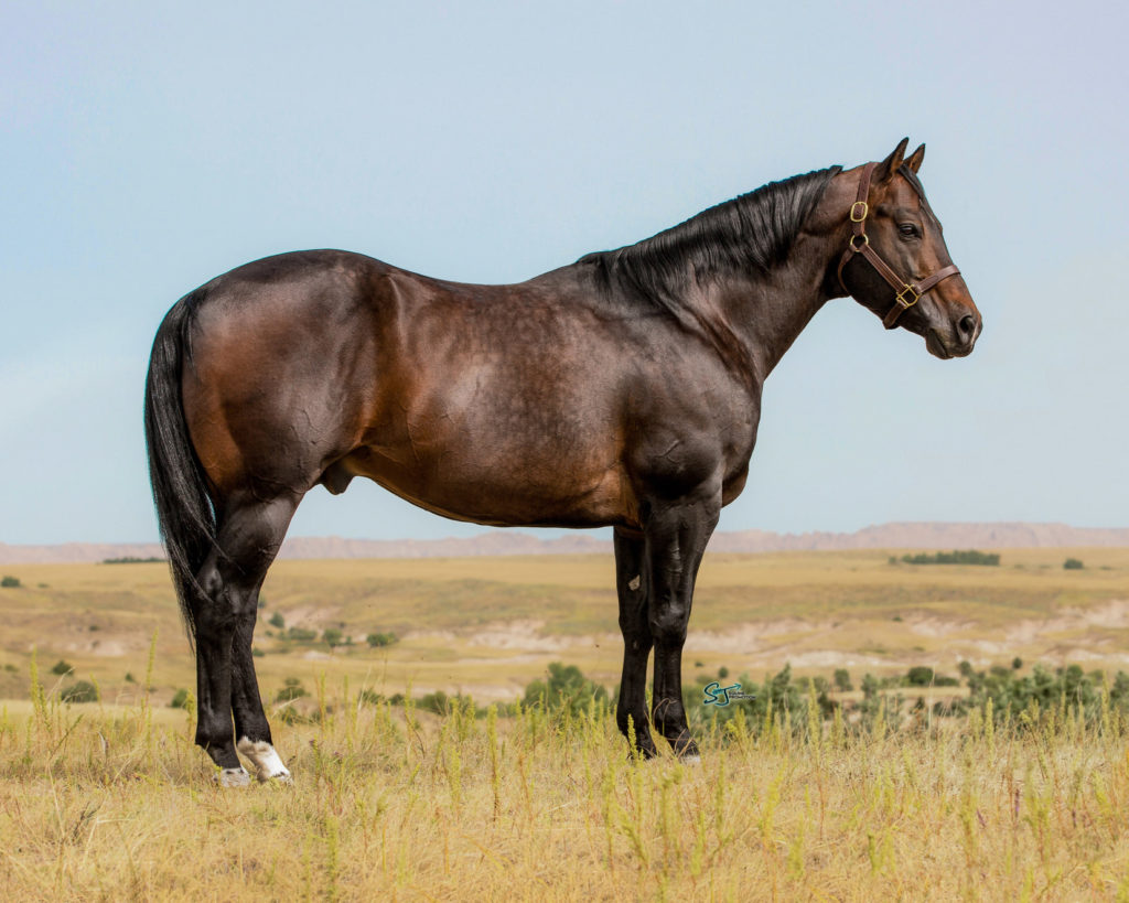 side view of brown horse standing in a field