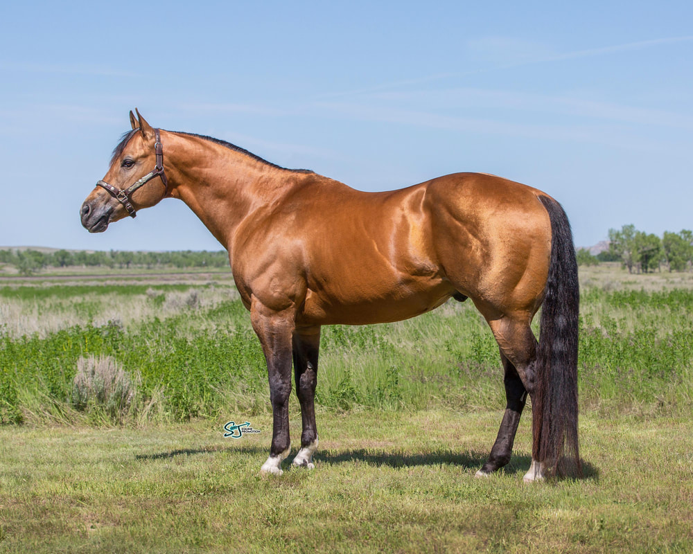 brown horse standing in field