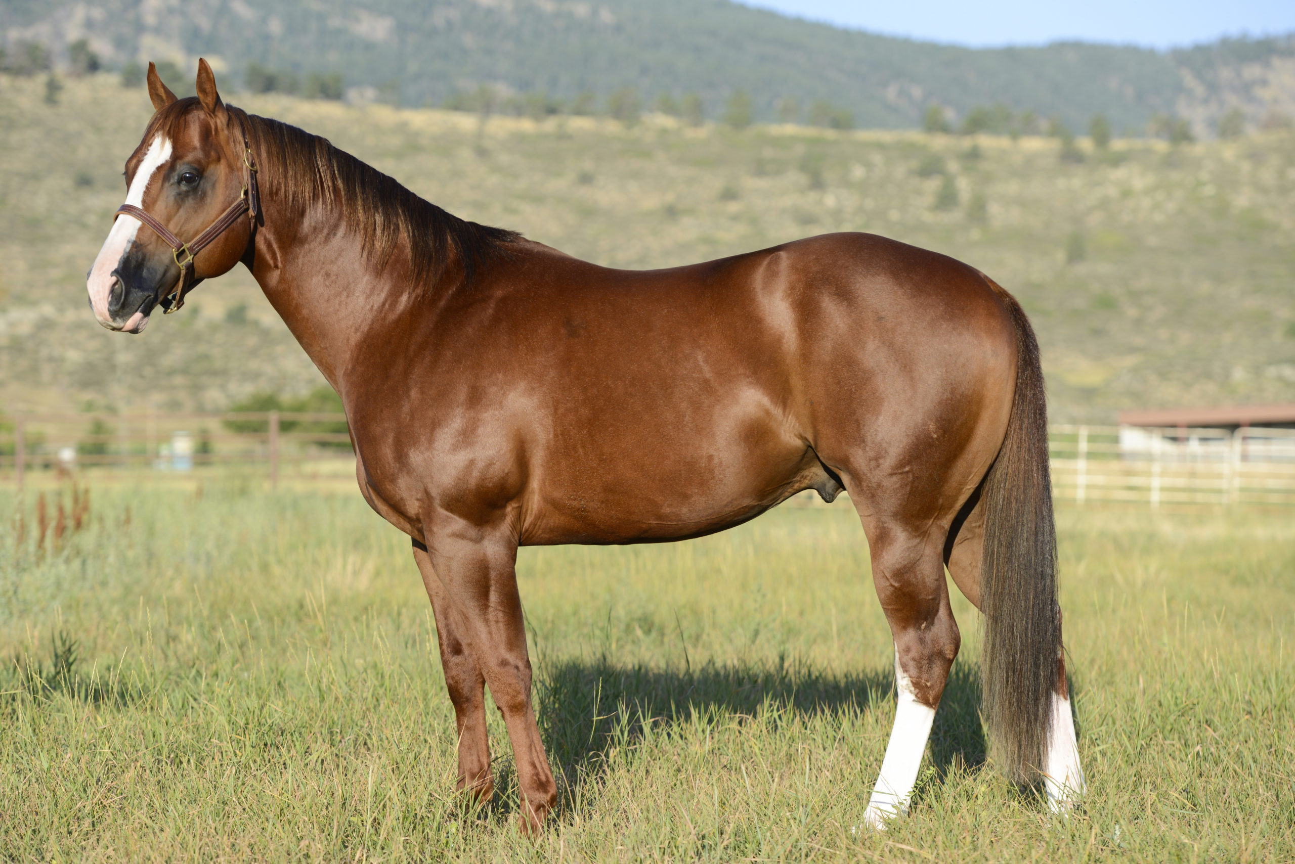 profile of brown horse standing in a field