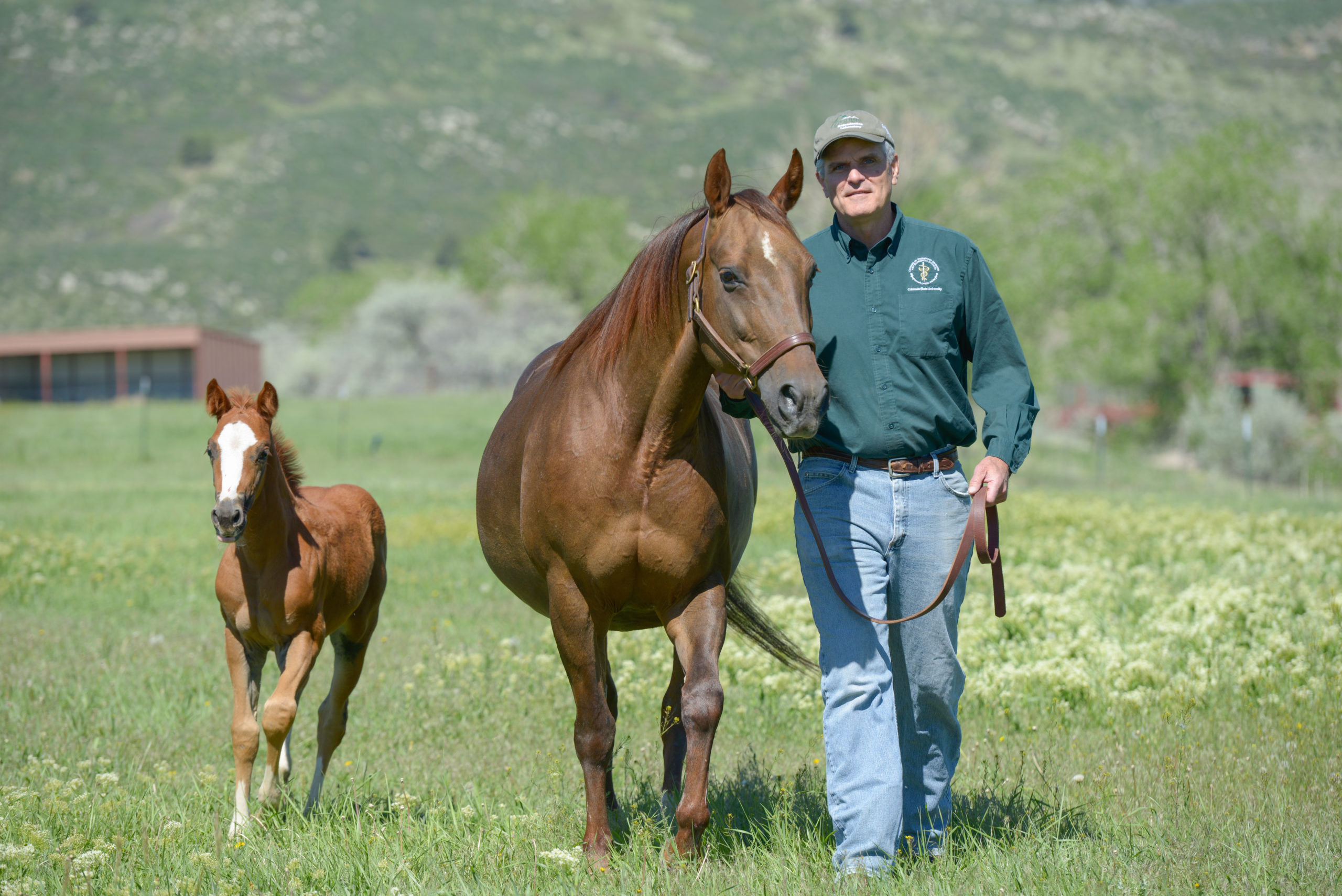man standing in a field next to a brown mare and foal