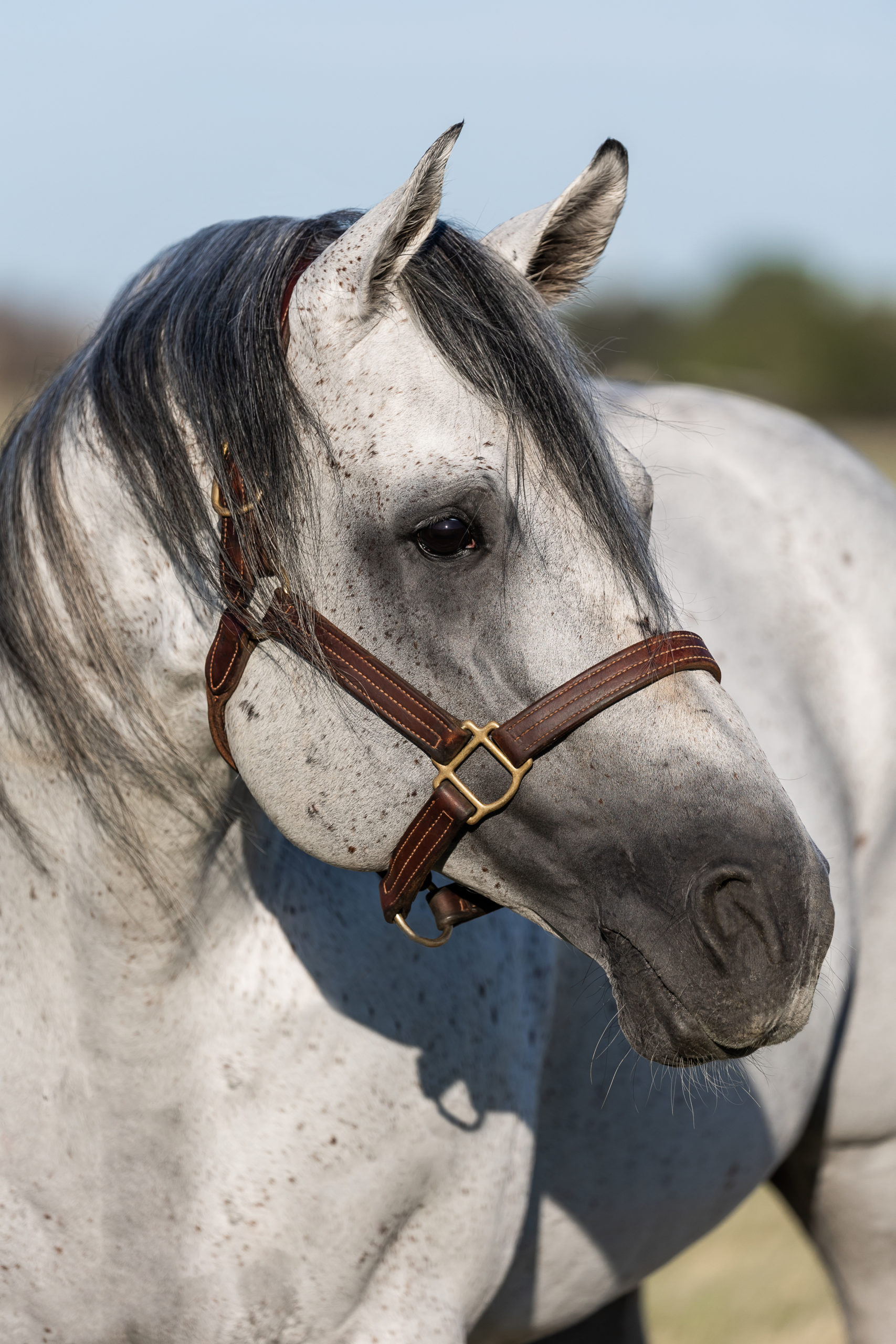 closeup of gray horse's face