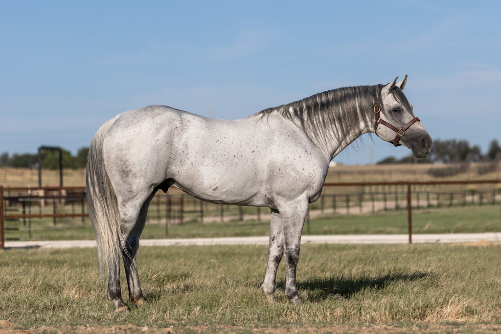 profile of gray horse standing in a field