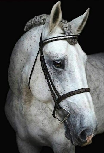 closeup of white horse's head
