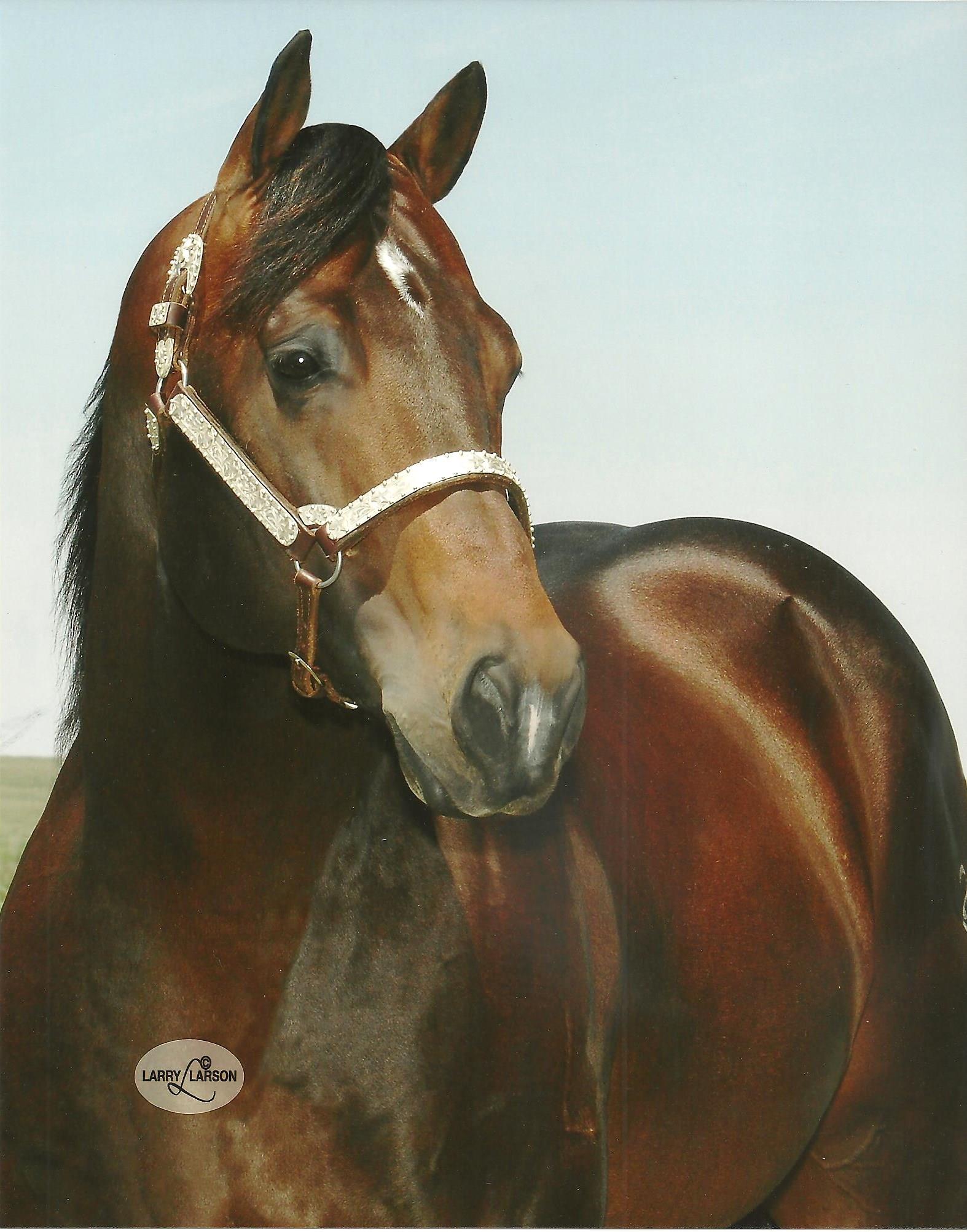 brown horse looking to the side wearing a bridle