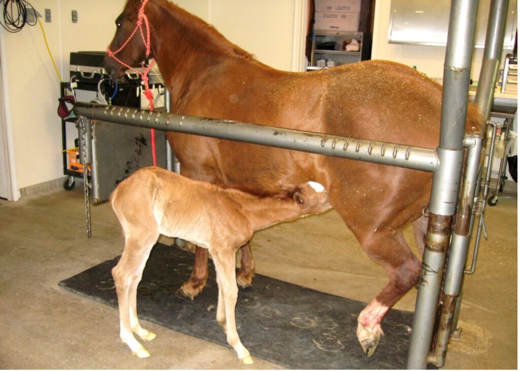 Brown mare standing in stall while brown foal nurses