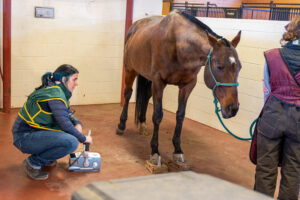 person performing X-ray on brown horse