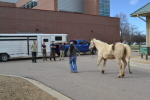 person walking white horse in parking lot