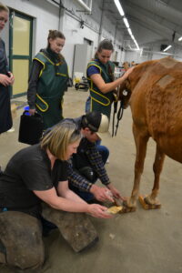 group of 4 people examining a horse hoof