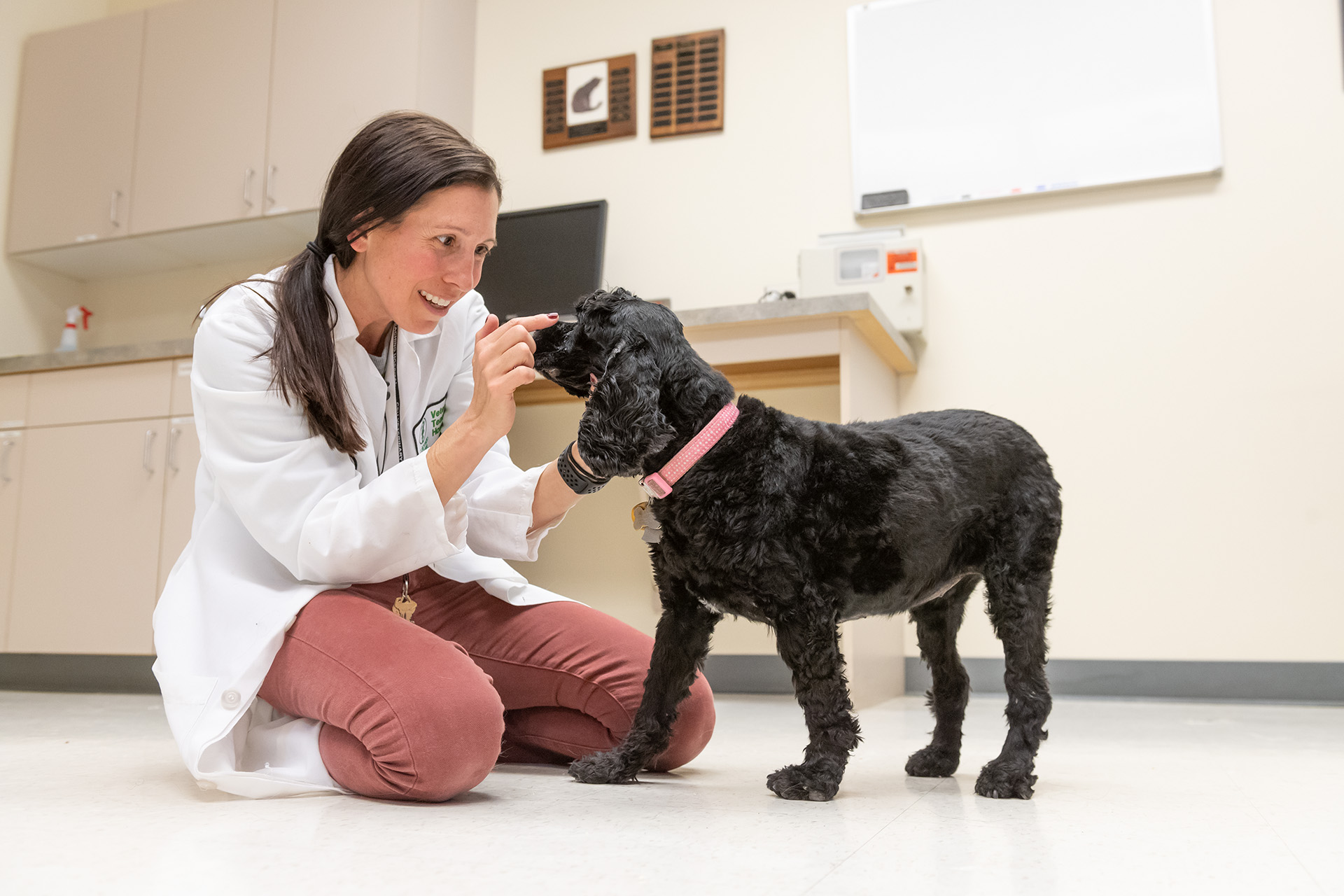 Neurology – Veterinary Teaching Hospital
