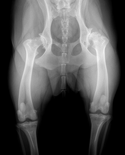 arthritic hip joins x-ray