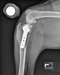 x-ray after TPLO procedure