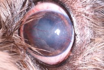 dog dry eye