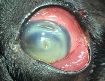 infected corneal ulcer
