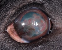 dog eye with pannus