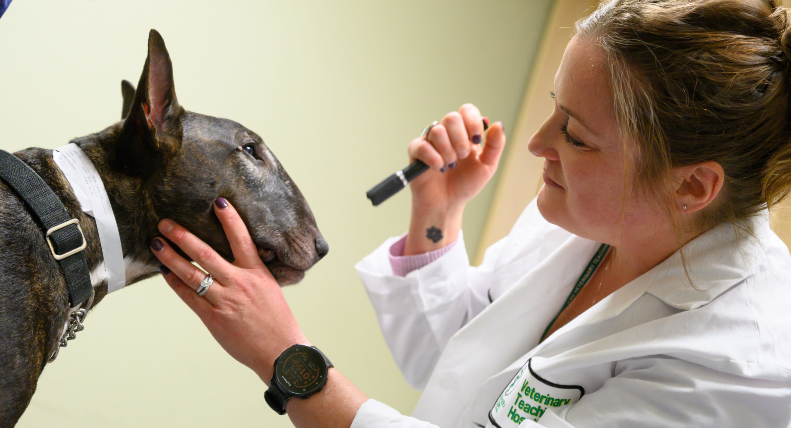 About Us Veterinary Teaching Hospital