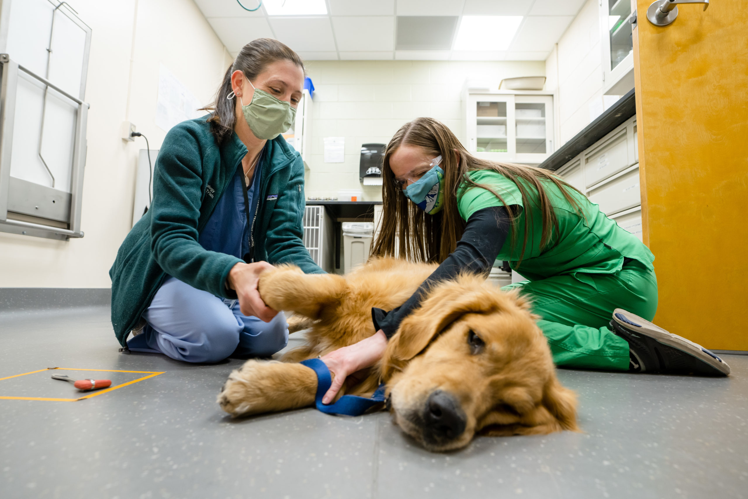 Steph McGrath and Breonna Thomas work with golden retriever for clinical trial
