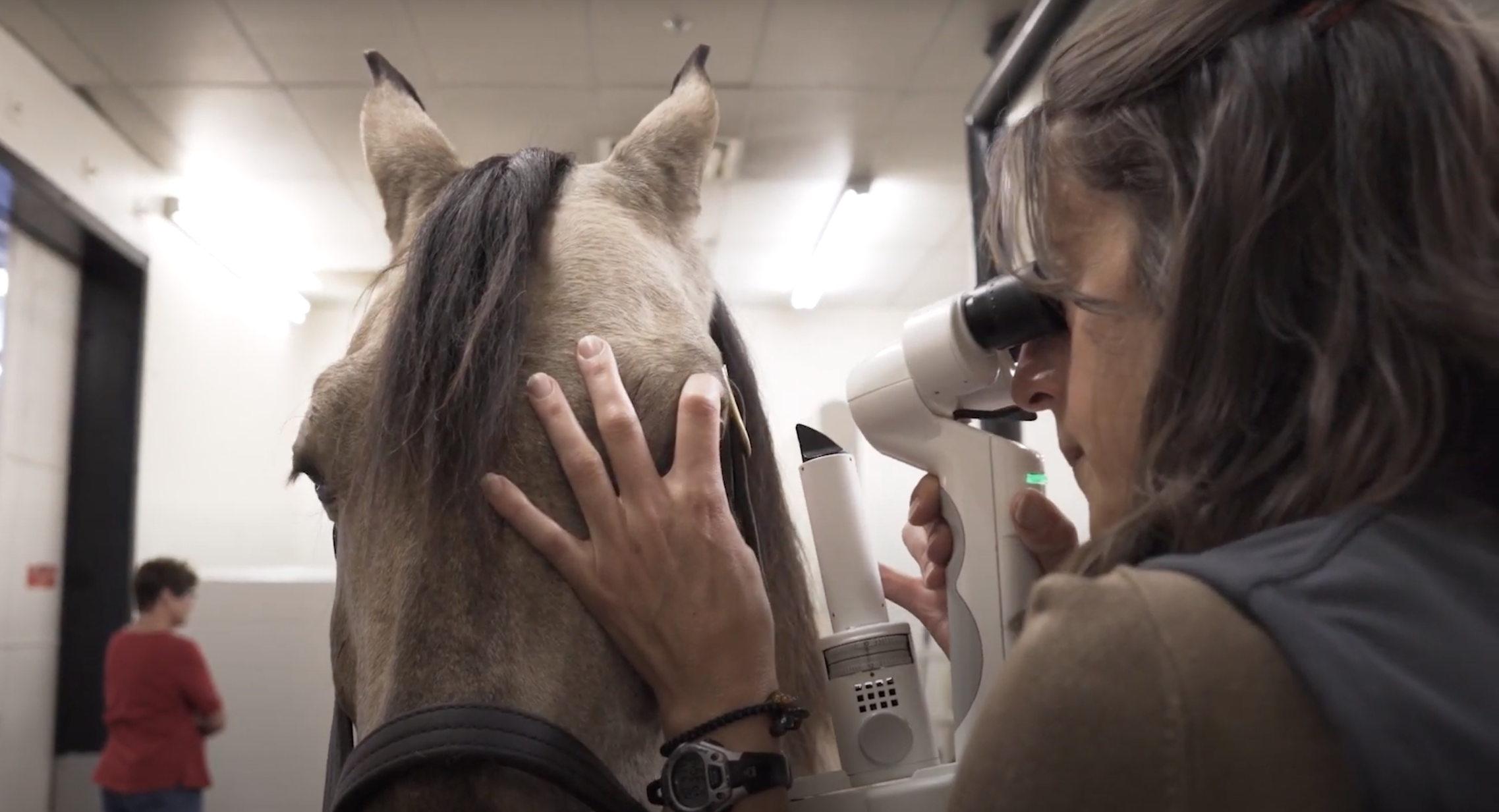 Socialisme snyde Gladys Equine Ophthalmology – Veterinary Teaching Hospital