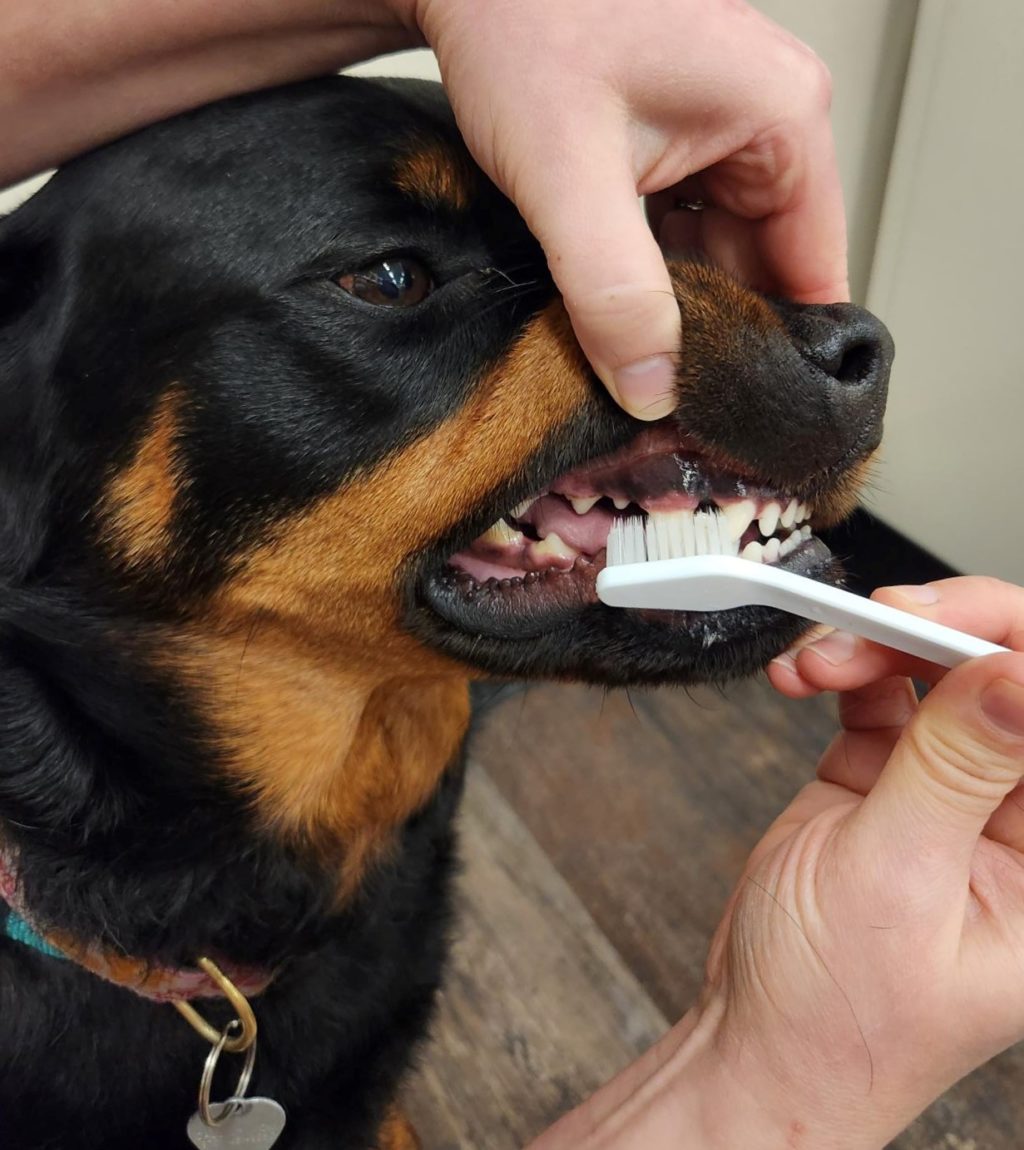 How to brush your dog’s teeth Veterinary Teaching Hospital