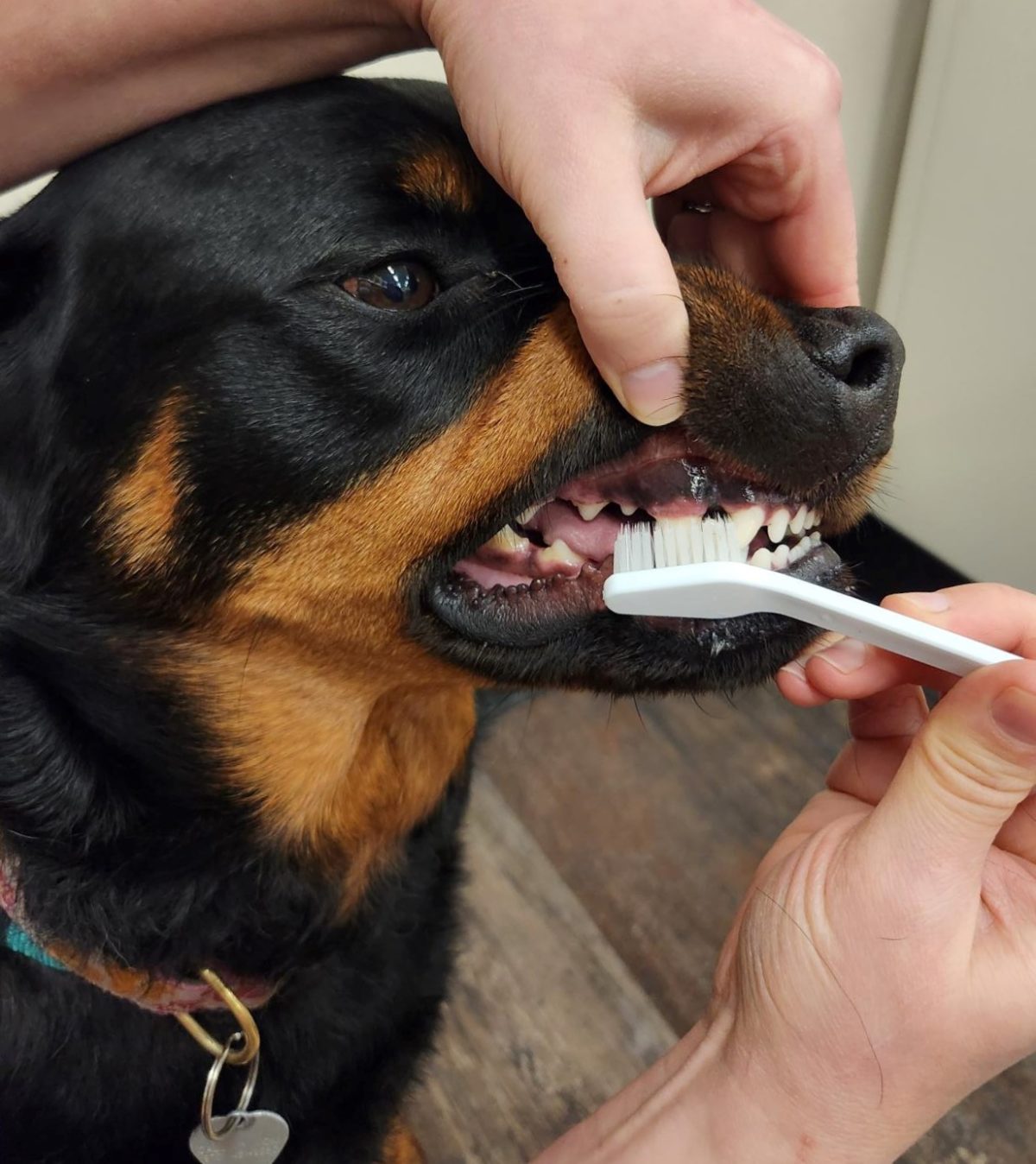 how-to-brush-your-dog-s-teeth-veterinary-teaching-hospital