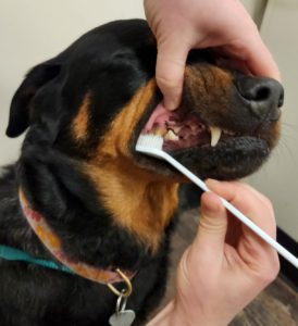hands holding dog's mouth open while brushing teeth