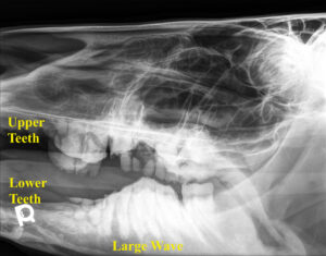 X-ray image of a horse's teeth from the side of its mouth