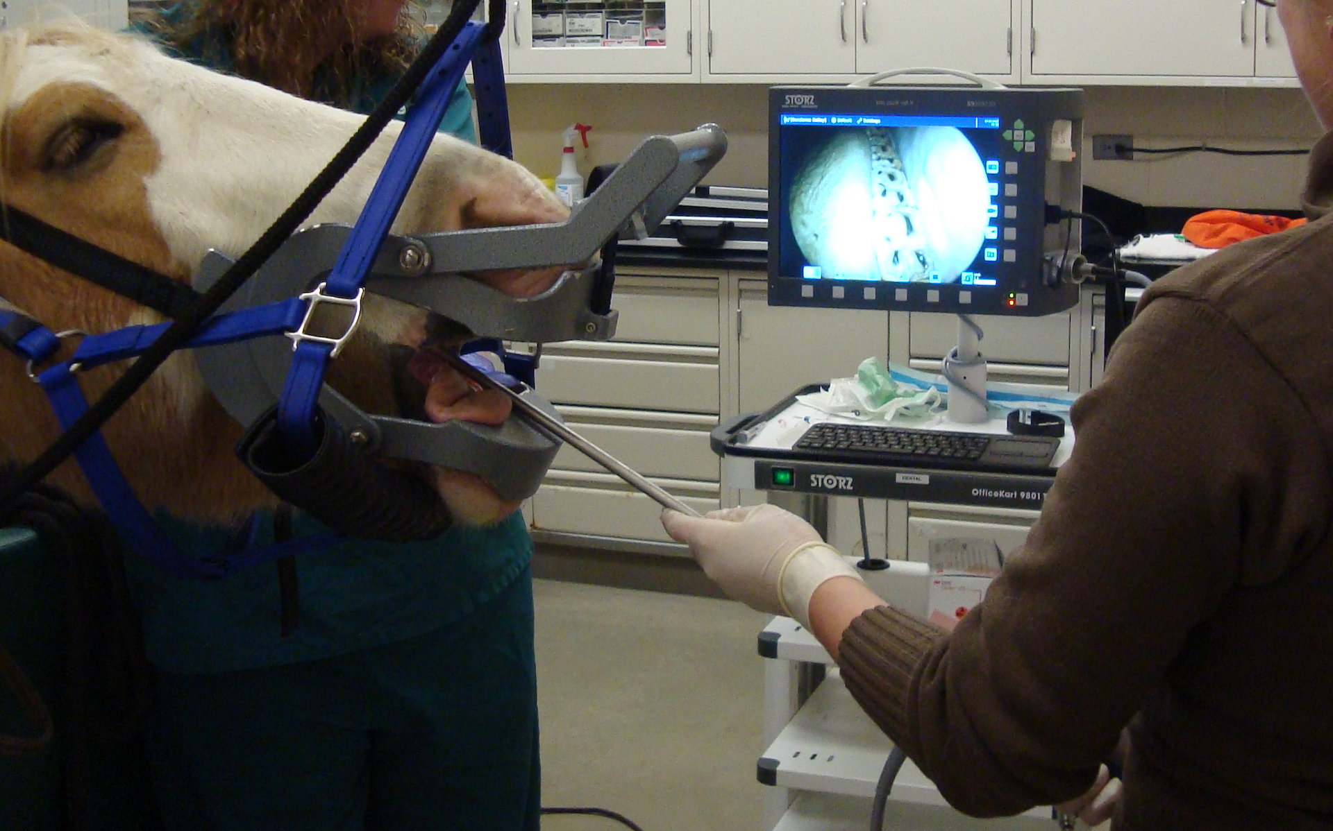 gloved hand holding endoscope inside horse's open mouth