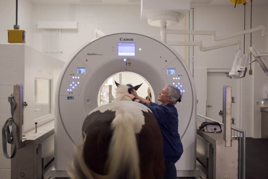 woman in blue scrubs holds horse's head inside round CT machine