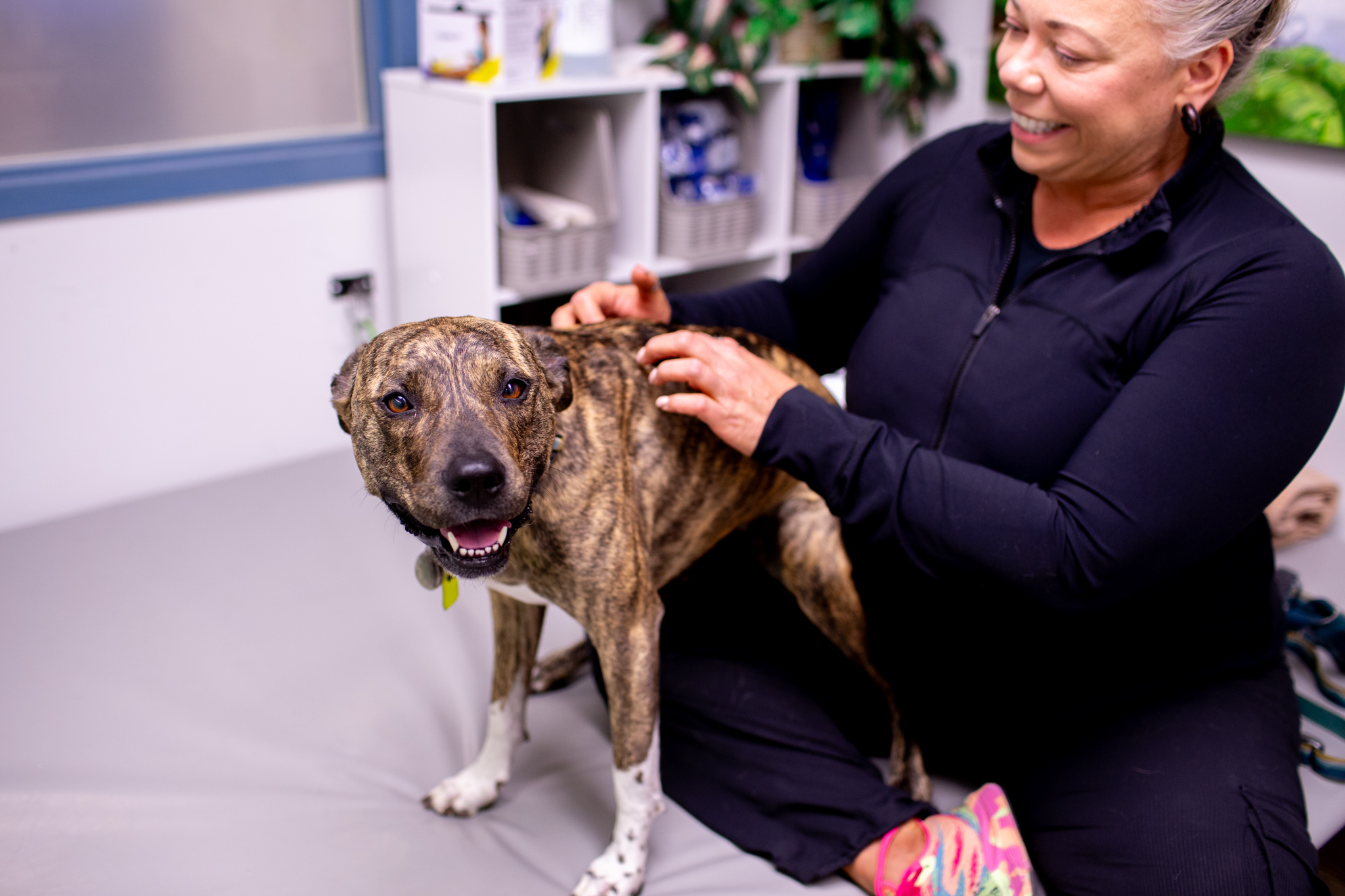 What to expect with rehabilitation and physical therapy for dogs –  Veterinary Teaching Hospital