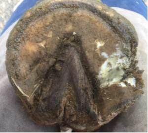 close-up of horse hoof with a pus pocket on the right side due to an abscess