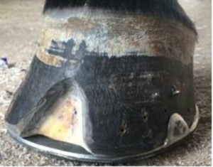 close up of the top of a horse's hoof