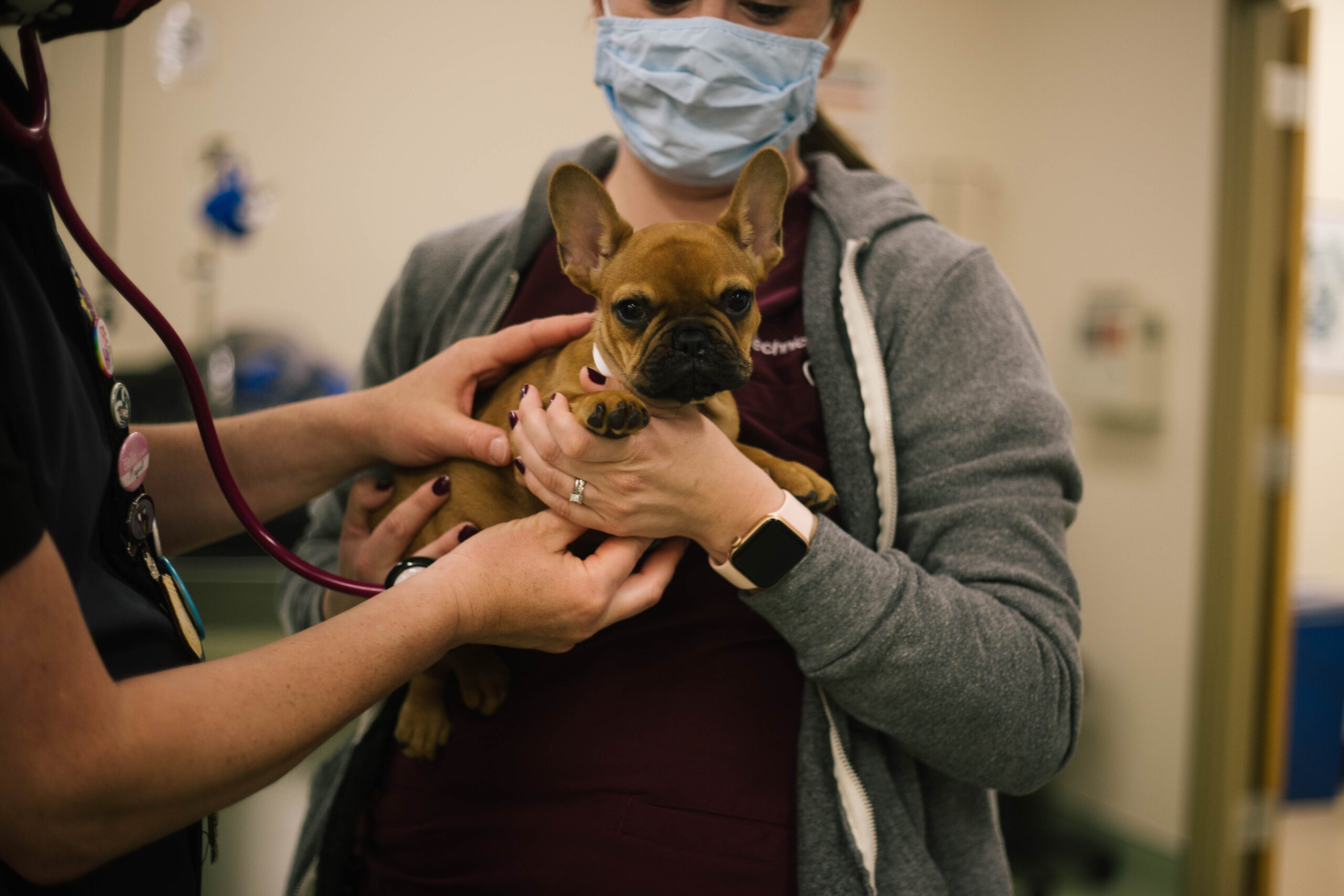 What is cleft palate in dogs and cats? – Veterinary Teaching Hospital