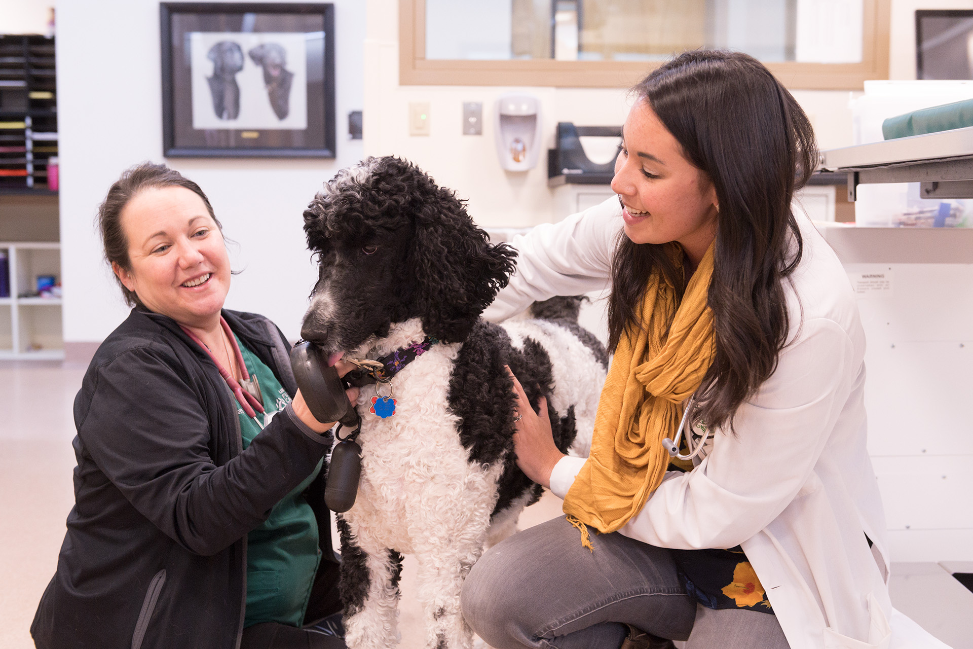 Flint Animal Cancer Center - College of Veterinary Medicine ...