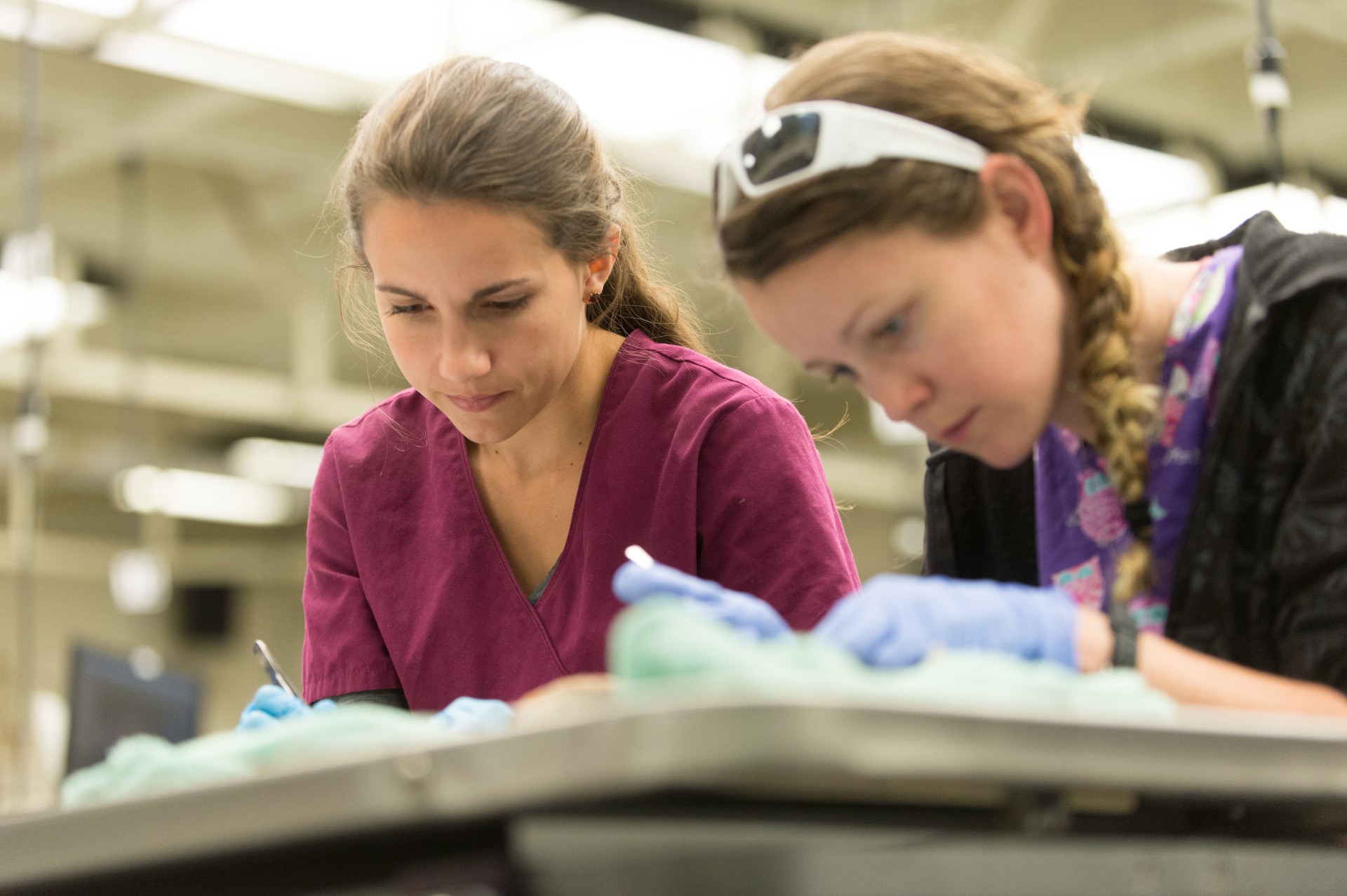 Minor in Biomedical Sciences – College of Veterinary Medicine & Biomedical  Sciences